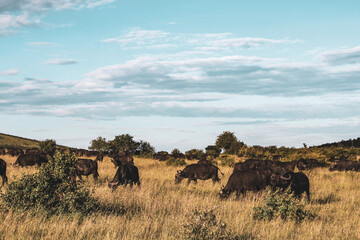 Obraz premium Maasai Mara National Park Safari Tour