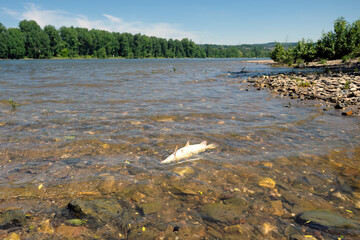 Toter Fisch im Rhein - Stockfoto