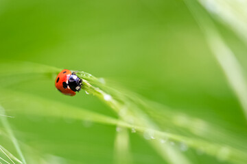 ladybird climbing on a grass stalk after the rain
