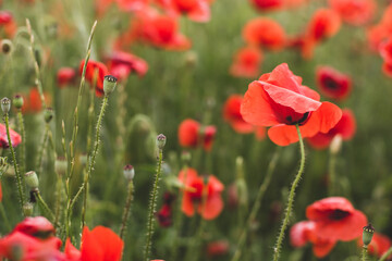The poppy flower is on the background of a blooming poppy field in the evening.