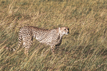 Maasai Mara National Park Safari Tour