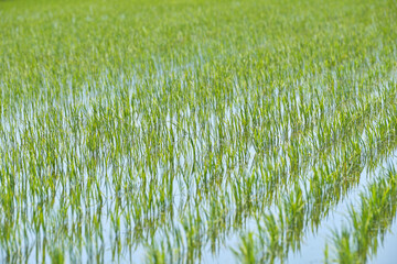 水田の稲（稲の苗・田植え） / Paddy rice (rice seedlings , rice planting)