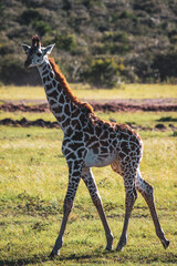 Maasai Mara National Park Safari Tour