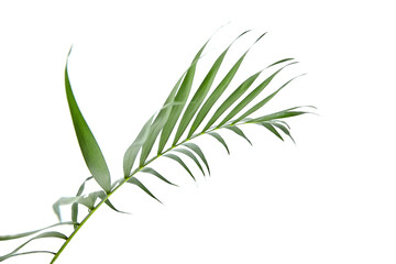 Houseplant palm leaf isolated on white