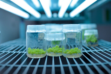 Plant callus tissue culture, biology science for plant regeneration. Various plants cultivated in...