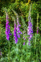 Blauer Fingerhut im Wald