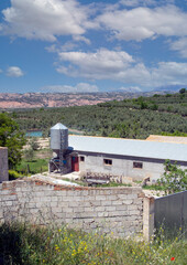 Fototapeta na wymiar Andalusian agriculture