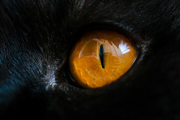 Yellow cat eye close up. Eye macro texture and detail. Deep male look with black fur. High quality photo © RecCameraStock