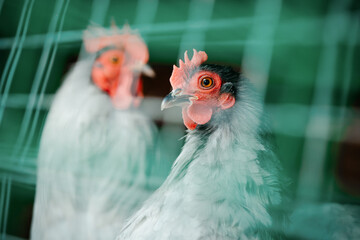 Chicken and rooster with gray feathers. Birds sitting in cages in the yard.