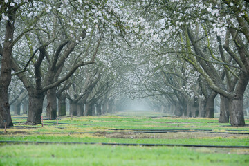 almond farm flower
