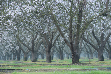 Fototapeta premium almond farm flower
