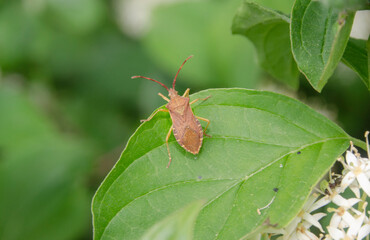 Käfer auf einen Blatt