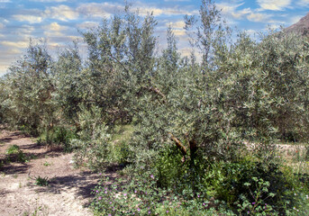 Andalusian agriculture
