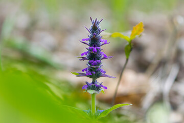 Ajuga. sage blue. Ajuga reptans, or carpet horn, is a blue-flowered perennial plant that grows in Mediterranean meadows. European wildflowers. background of blue meadow flowers in green grass close up