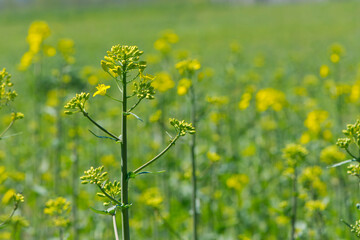 Rapeseed. Brassica napus. are blooming in sunny summer day. yellow flower, isolated on blurred natural background. agriculture, in Europe or Asia. floral background, close-up