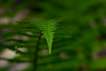 green fern leaves in the forest for background. Natural green fern leaves texture in the forest close up on a blurred background. foliage natural floral background of fern in sunlight. close-up