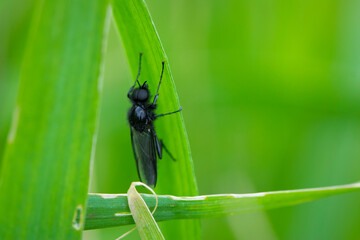Naklejka premium Eurytoma schreineri. Bibionomorpha. mosquito. Mosquito resting on green grass. Male and female mosquitoes feed on nectar and plant juices. insect close-up, macro photo. pest, thickfoot