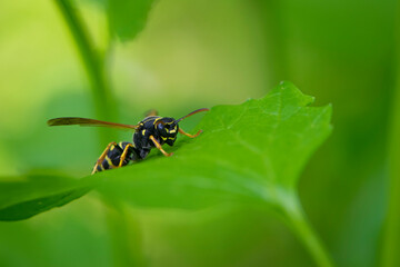 Wasp on a green leaf. Parts of the body of a wasp close-up. Insect close-up. Yellow pattern on the black body of a wasp. Green background. nature, Macro image of a Vespula germanica, European wasp