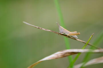 Common field grasshopper resting on a dry stalk of grass. Isolated on light green background. Side view, closeup. Genus species Chorthippus brunneus. macro nature. space for text