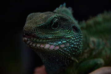 green iguana on a branch