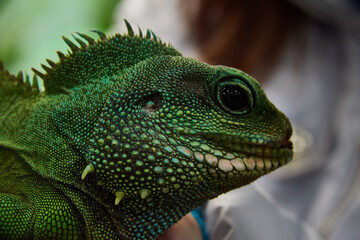 green iguana on a branch