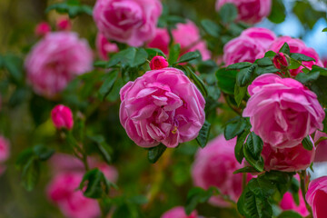 pink climbing garden rose on a green background