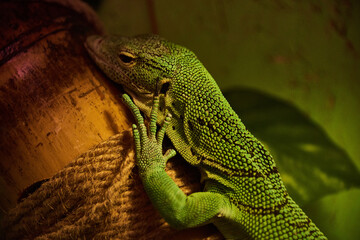 green lizard on a branch