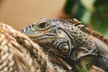 close up of iguana