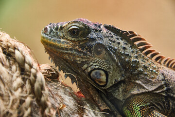 close up of iguana