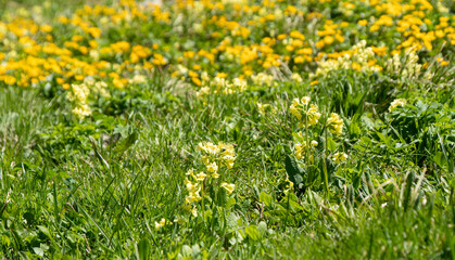 Blumenwiese in Gelbtönen, mit Schlüsselblumen und Sumpfdotterblumen