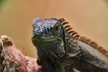 iguana on a tree