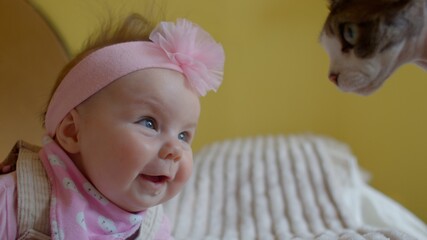 Toddler girl looks at the cat's face. She smiles, examining the pet. She moves her head. A pink flower is worn on head.