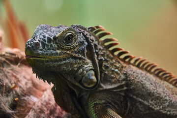 close up of a iguana