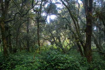 Kilimanjaro Besteigung