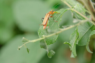 Ein Insekt auf einen blatt