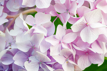 花壇の紫陽花。梅雨の晴れ間に楽しめる。ピンクの紫陽花の花言葉は「元気な女性」「強い愛情」