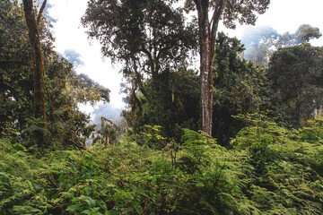 Kilimanjaro Besteigung