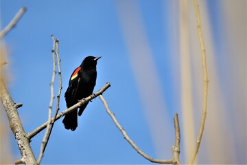 red wing