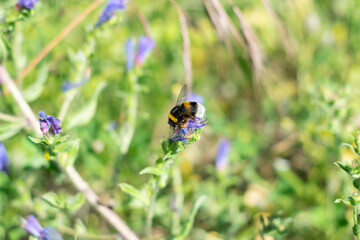 Bumblebee alone