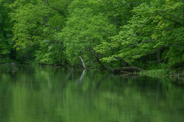 湖面に映る新緑の木々