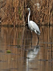 Great Egrets