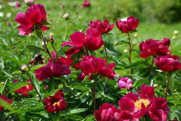 red peonies in the garden 