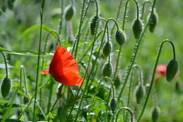 wild red poppy 