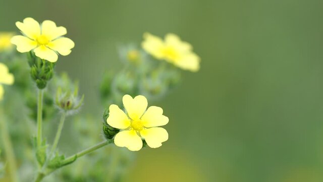Yellow flowers of wild Sulphur cinquefoil, Potentilla recta