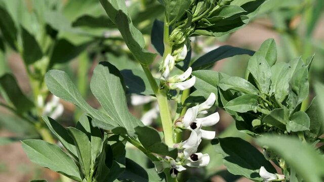 The fava bean plant blooming, Vicia faba