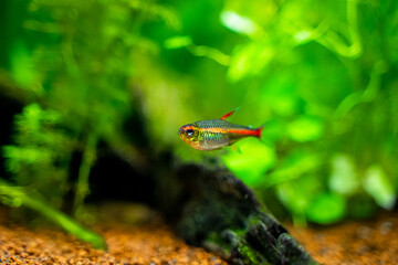 tetra growlight (Hemigrammus Erythrozonus) isolated in a fish tank with blurred background