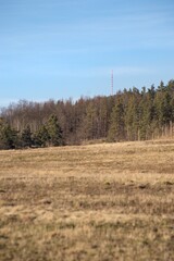 Obraz premium trees in the forest