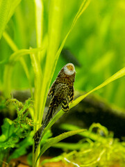 suckermouth catfish or common pleco (Hypostomus plecostomus) eating on the aquarium glass with blurred background