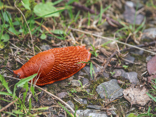 big red snail in the forest