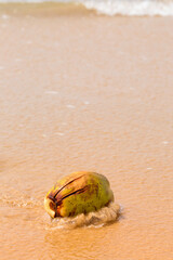 Coconut by the ocean